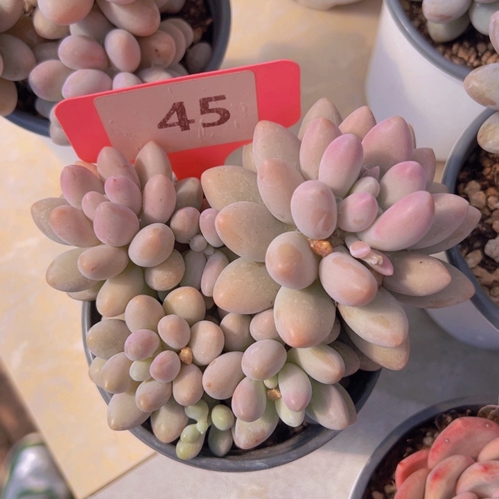 健健康康平平安安