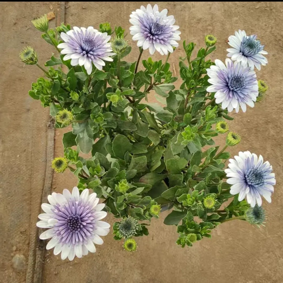 蓝目菊盆栽万寿菊耐寒多年生花卉庭院阳台植物玛格丽特