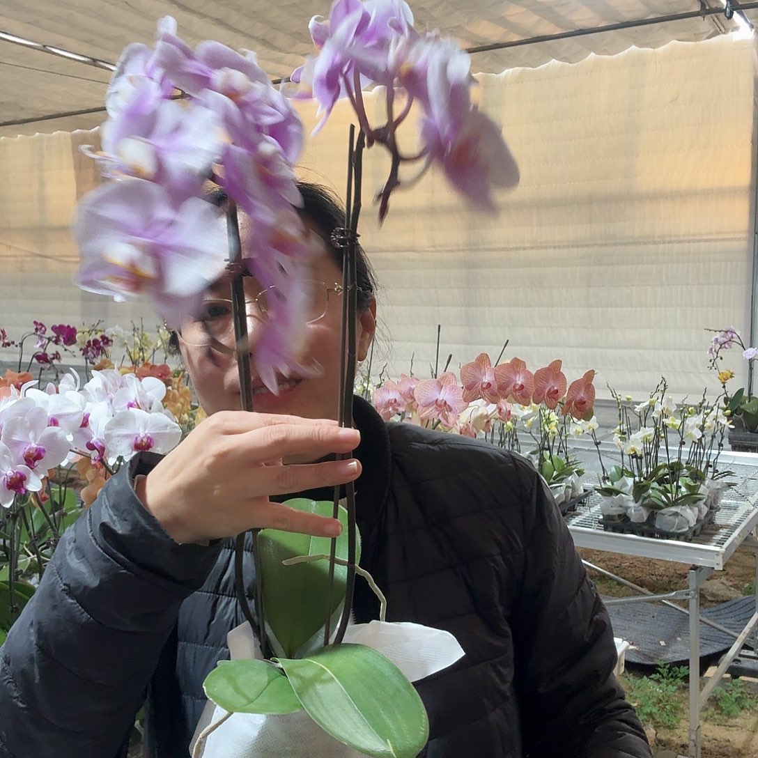 完全开放万人迷1颗双花剑