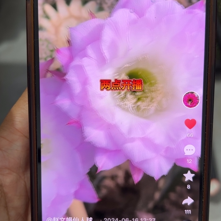 仙人球侧芽歪cc270