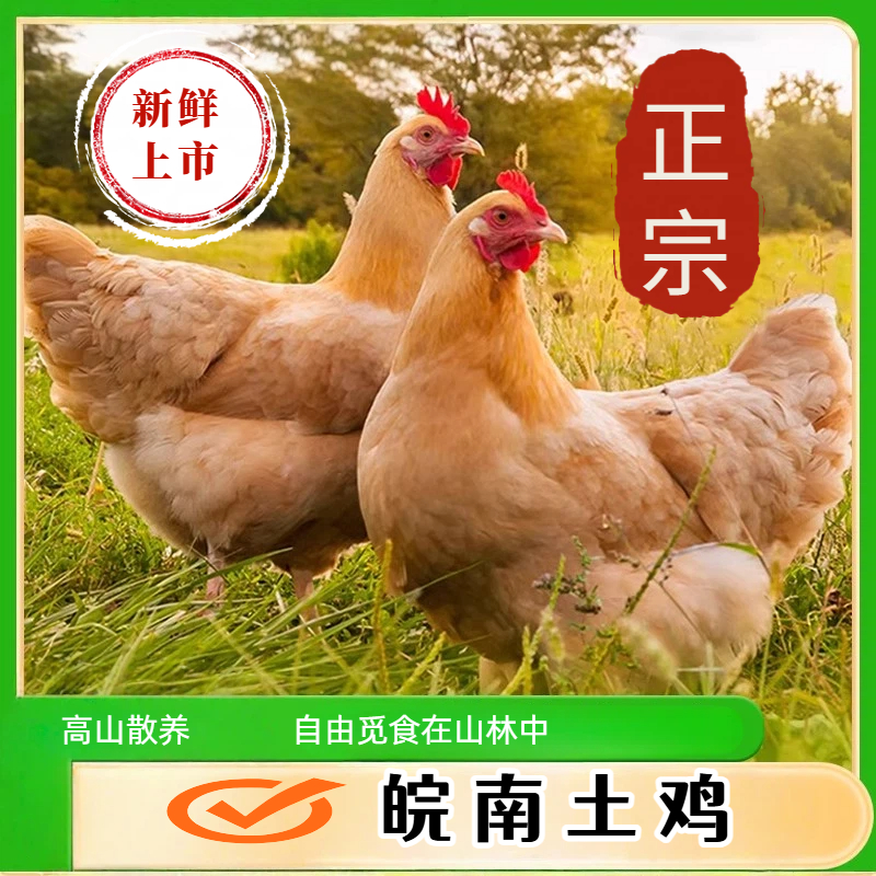 皖南农家纯正散养谷物土鸡童子鸡喂养120天-150天两只装
