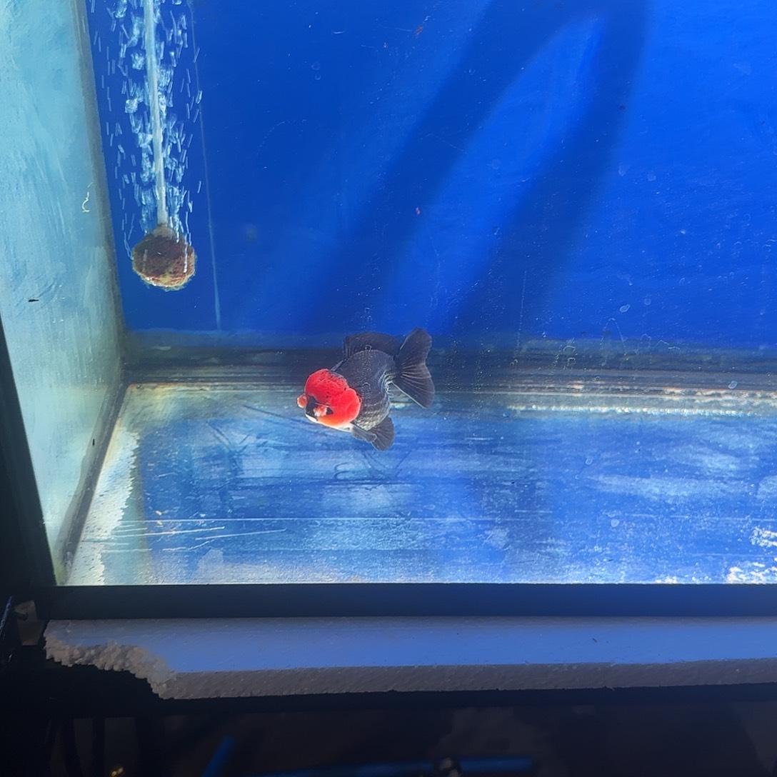 海水鱼原态金鱼11111