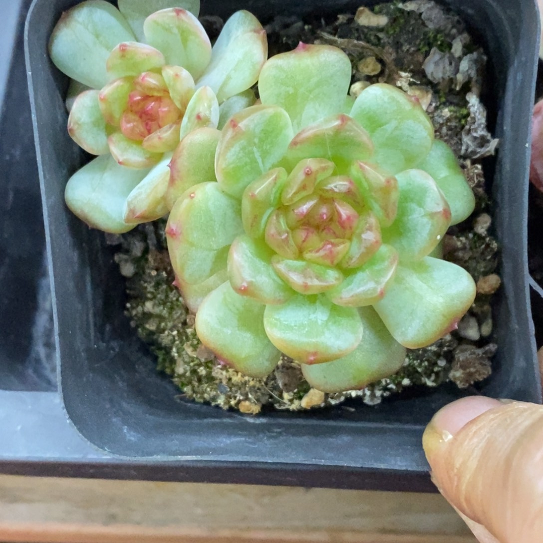 精品多肉一物一拍不包整383