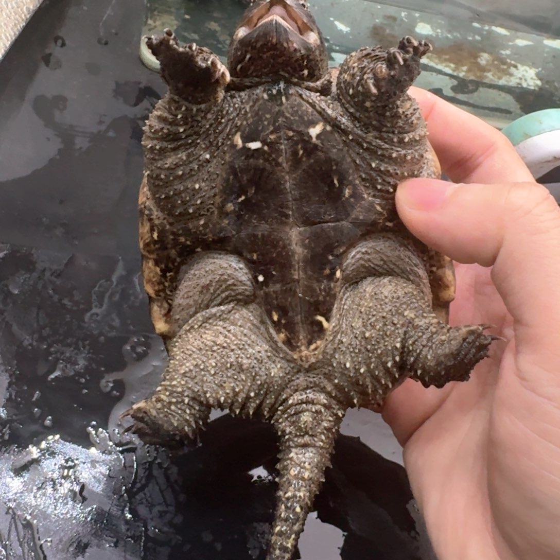 宠物龟不分公母111