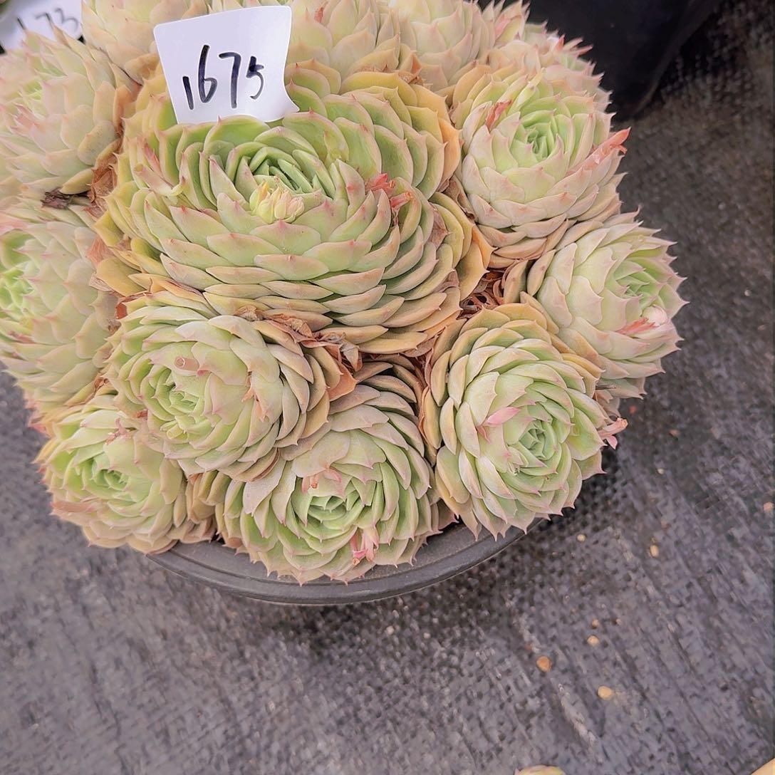 海**空1675昂斯诺多肉