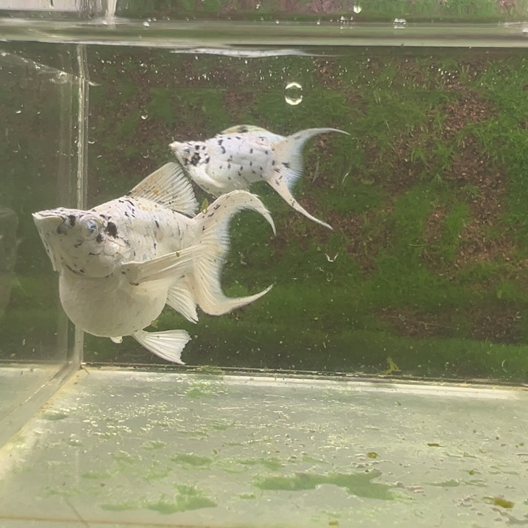 黑玛丽鱼奶牛玛丽种鱼一对。 