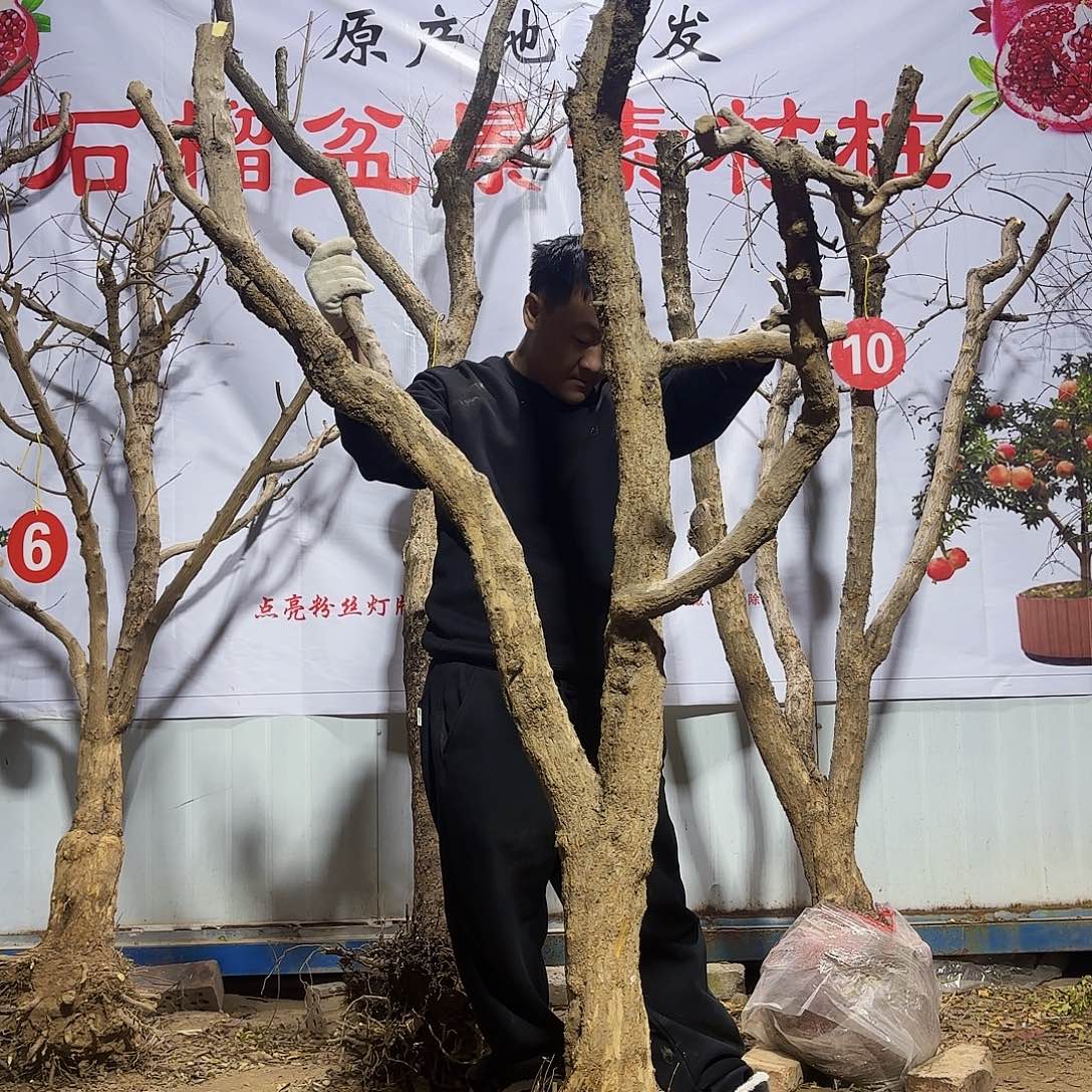 完全开放突尼斯软籽石榴树