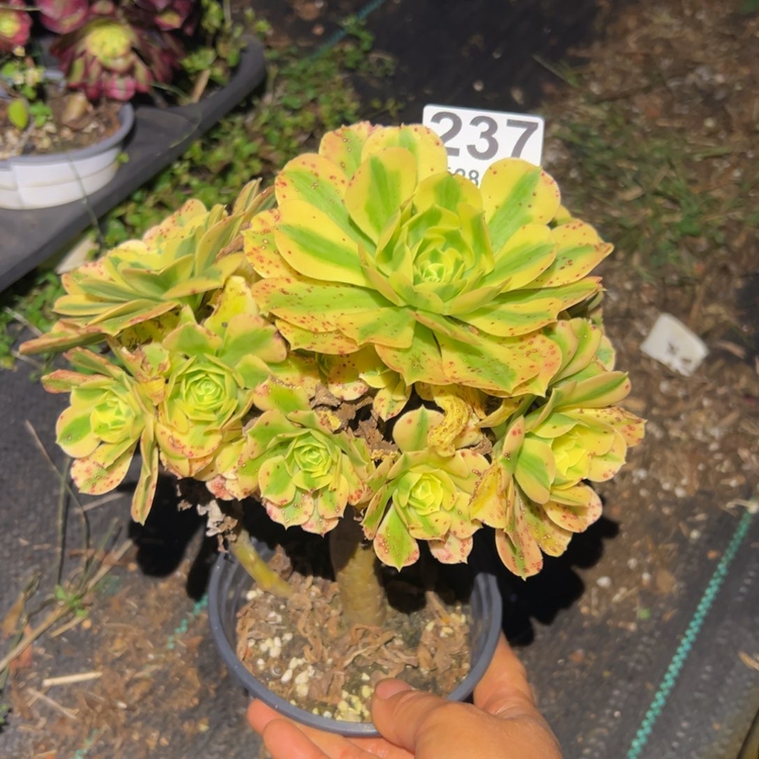 多肉植物237无售后