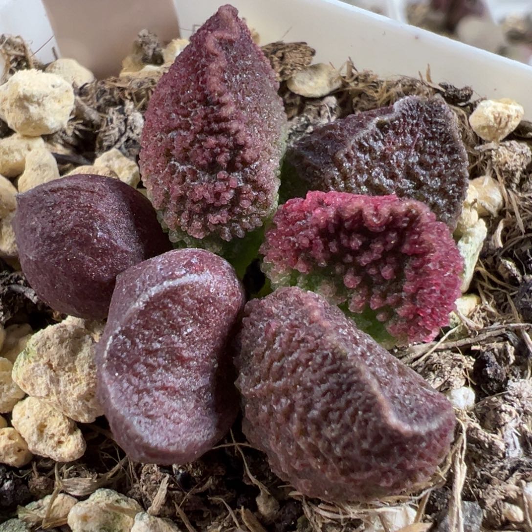 w血紫色系颗粒款实生新品