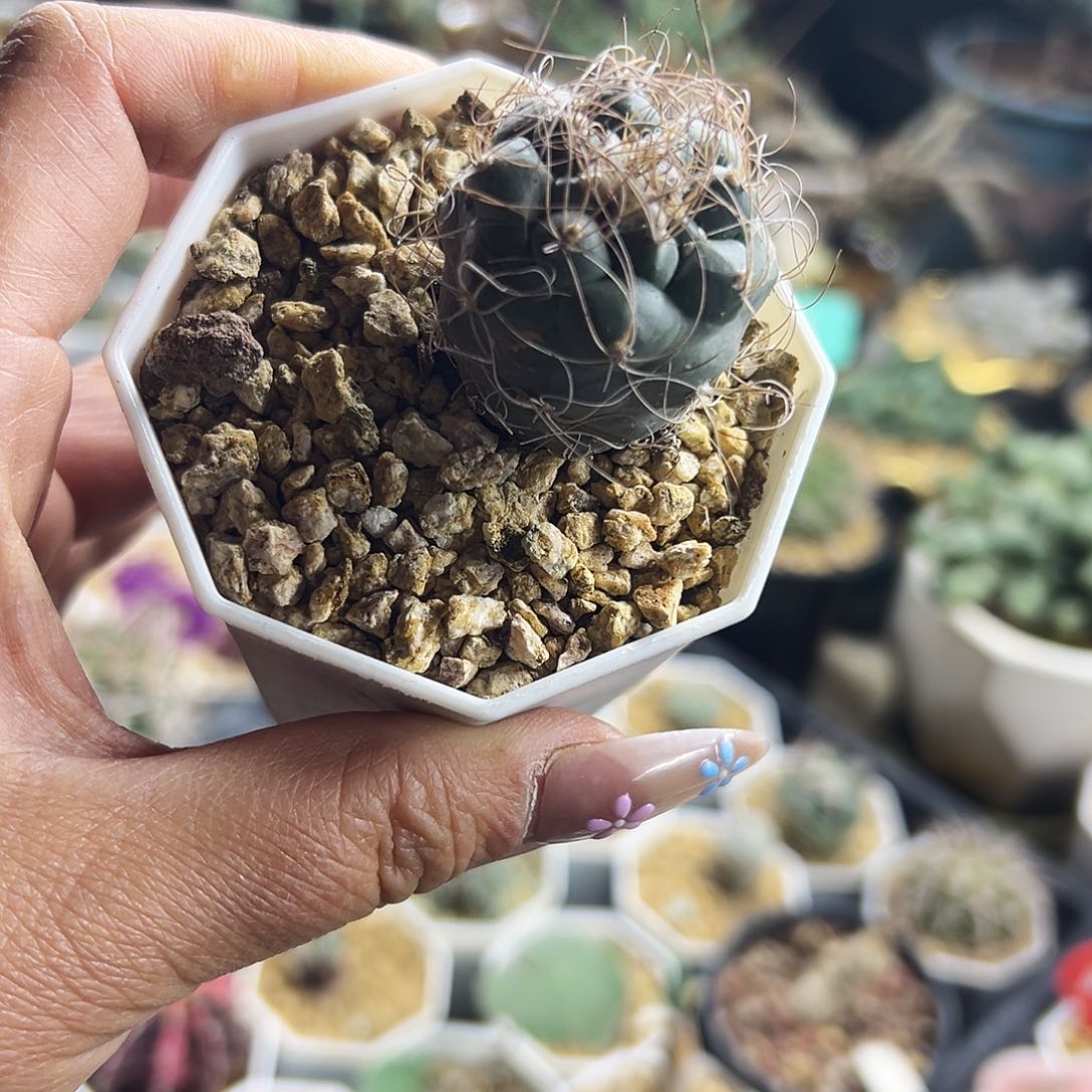 娇丽福利仙人球111111111111