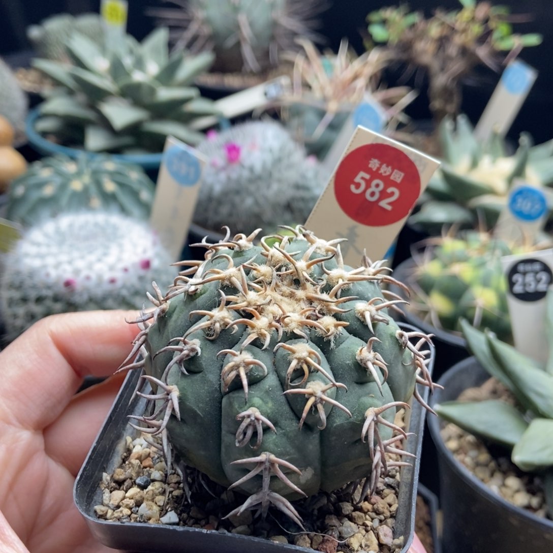 自根密刺猫爪5.5cm