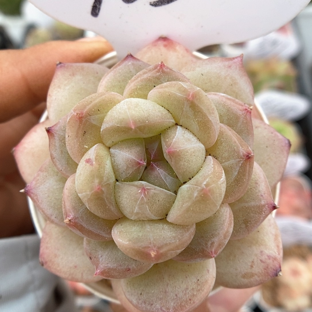 糖心珍妮可拍763号。 
