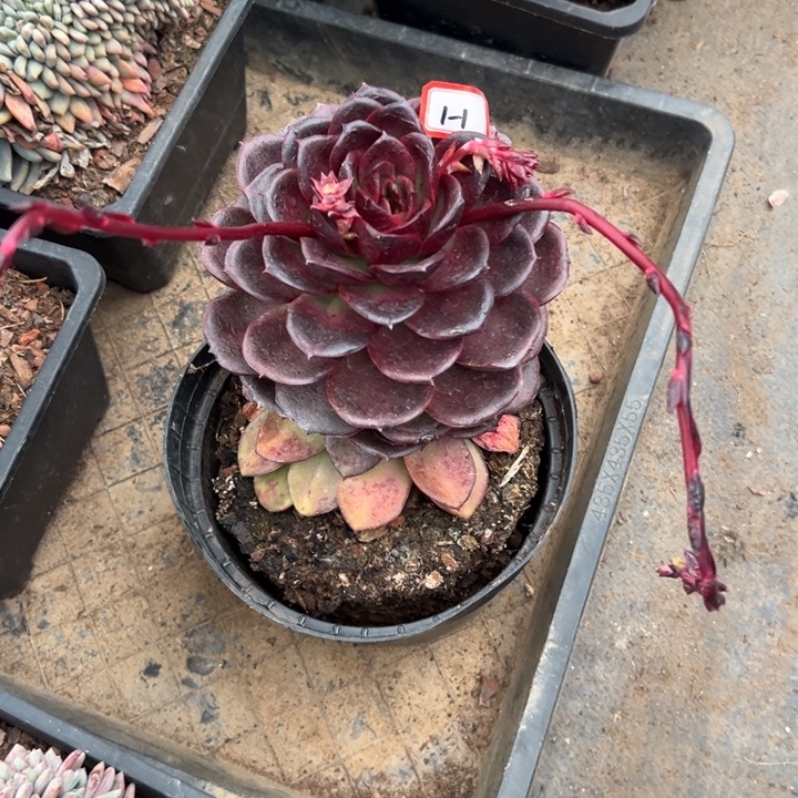 天****精品多肉植物老桩暗夜系列