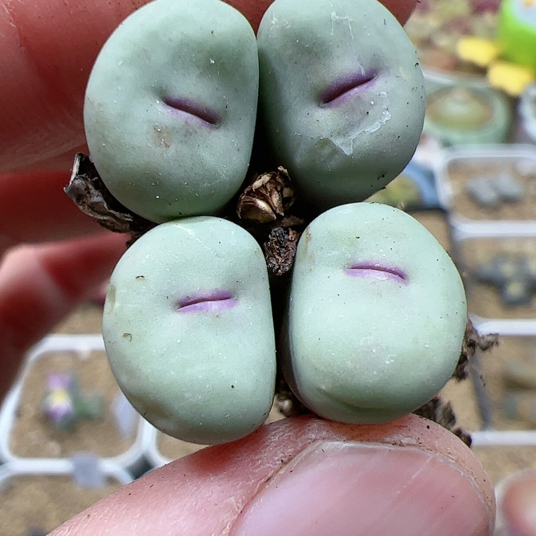 【闪购商品】271 双12福利