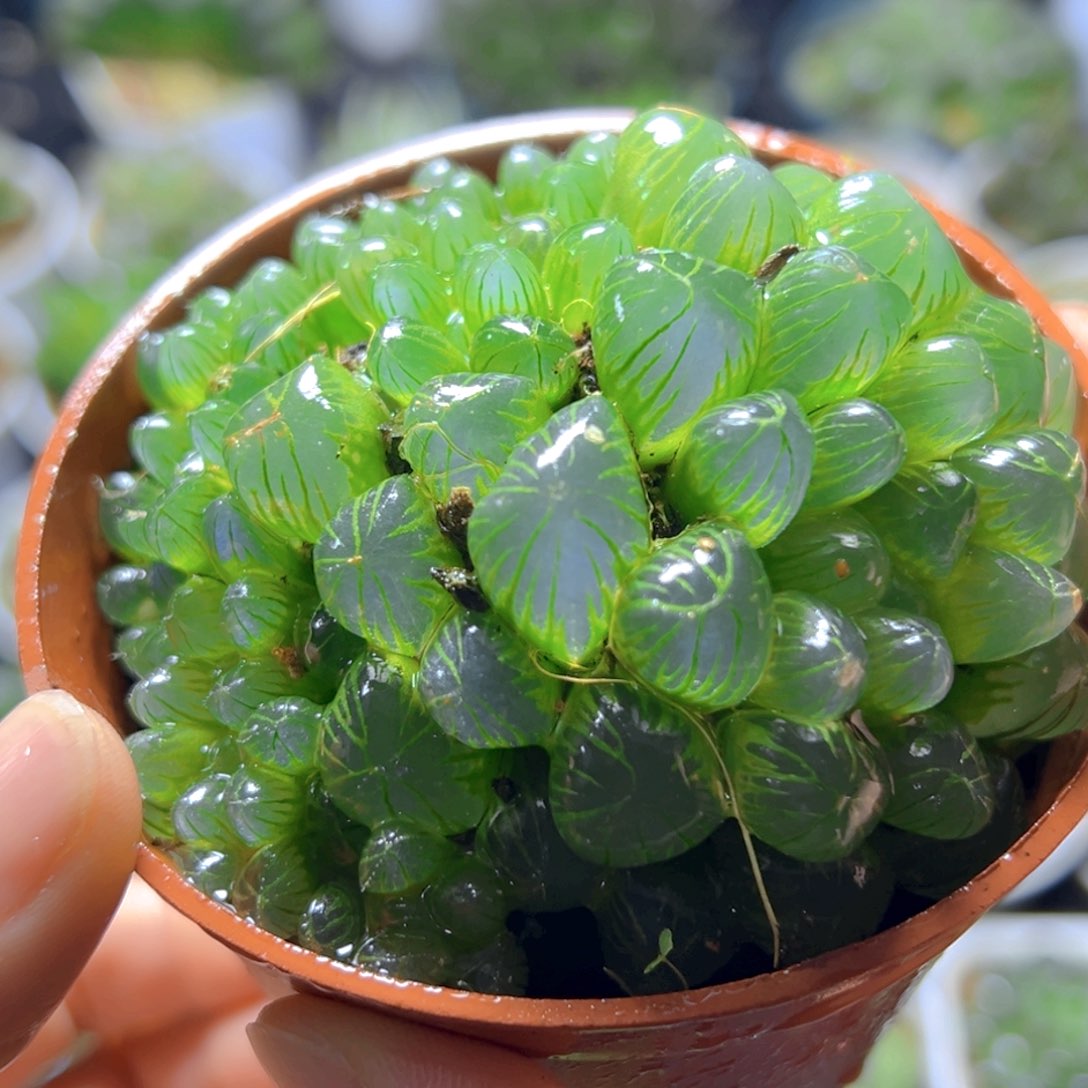 彩虹孙灯玉露多肉多肉一颗