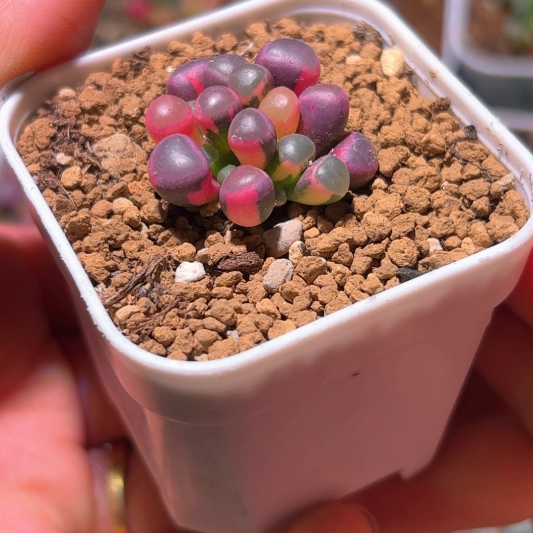 2号五十铃玉锦多肉植物锦一物一拍带盆土发货