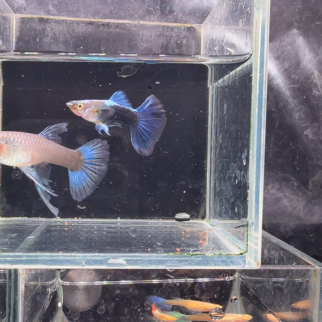 孔雀鱼蓝礼服缎带1对