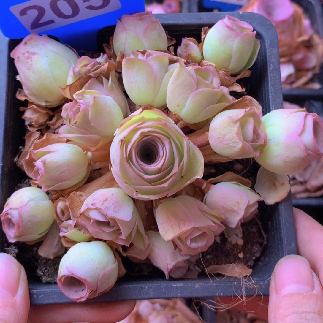 一物一拍月影寒205