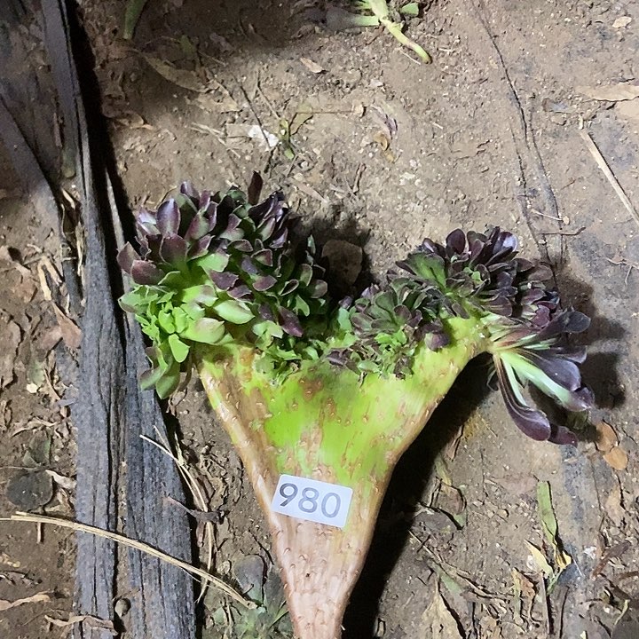 闲**?980欧若拉缀化微瑕疵