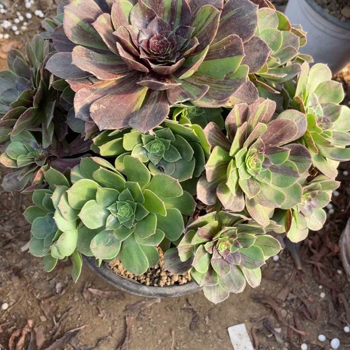 夏***哼无花朵087花月夜多肉植物