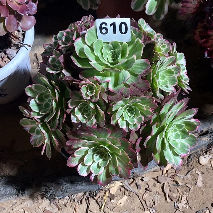 法师植物一物一拍610