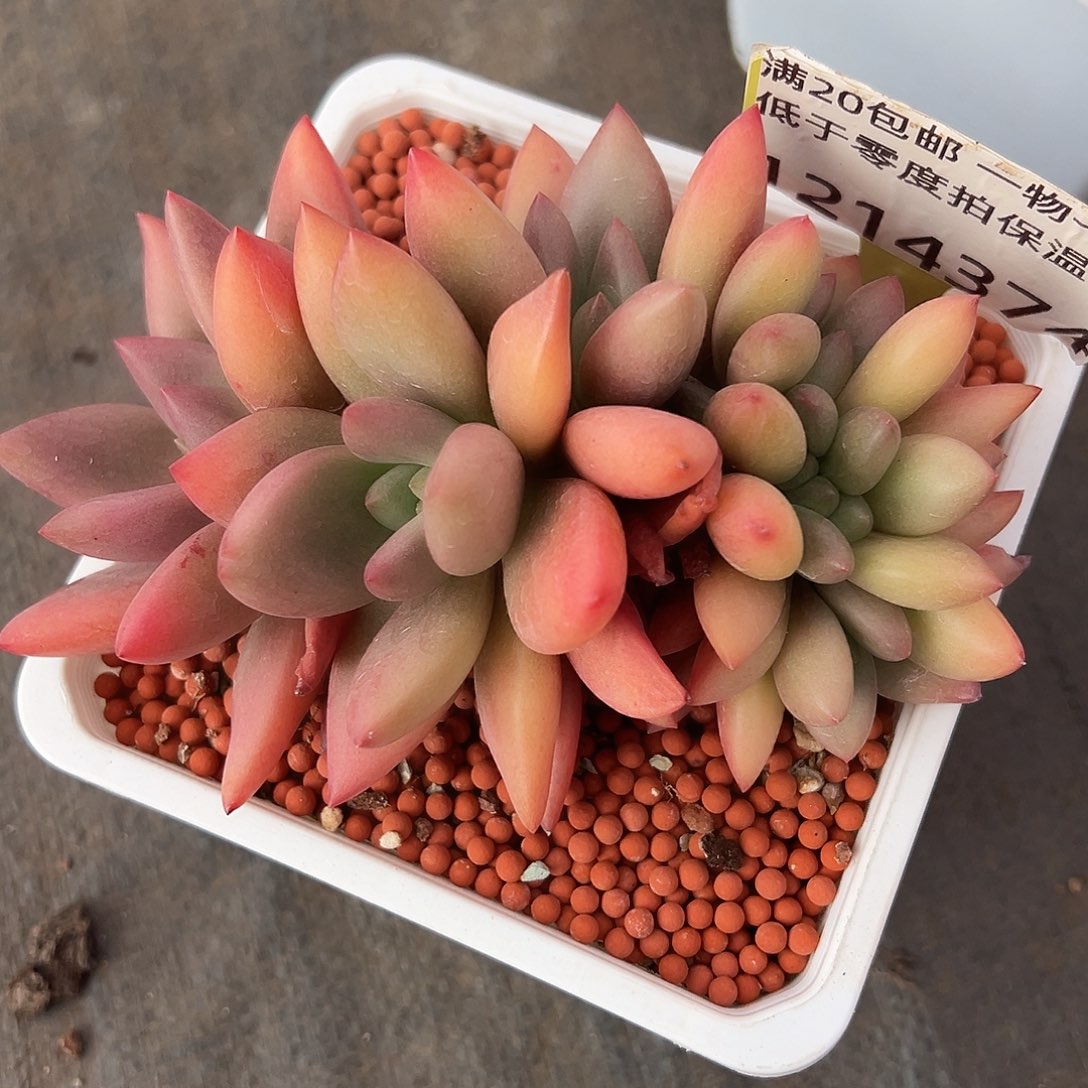 1214374 桃花源全状态