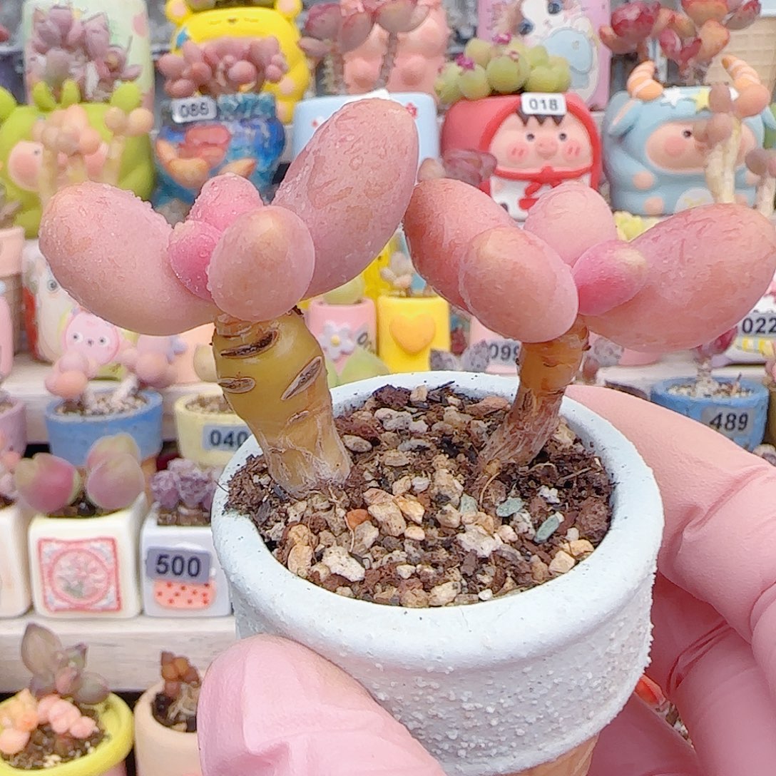 L 双头芒果奶 盆口4cm