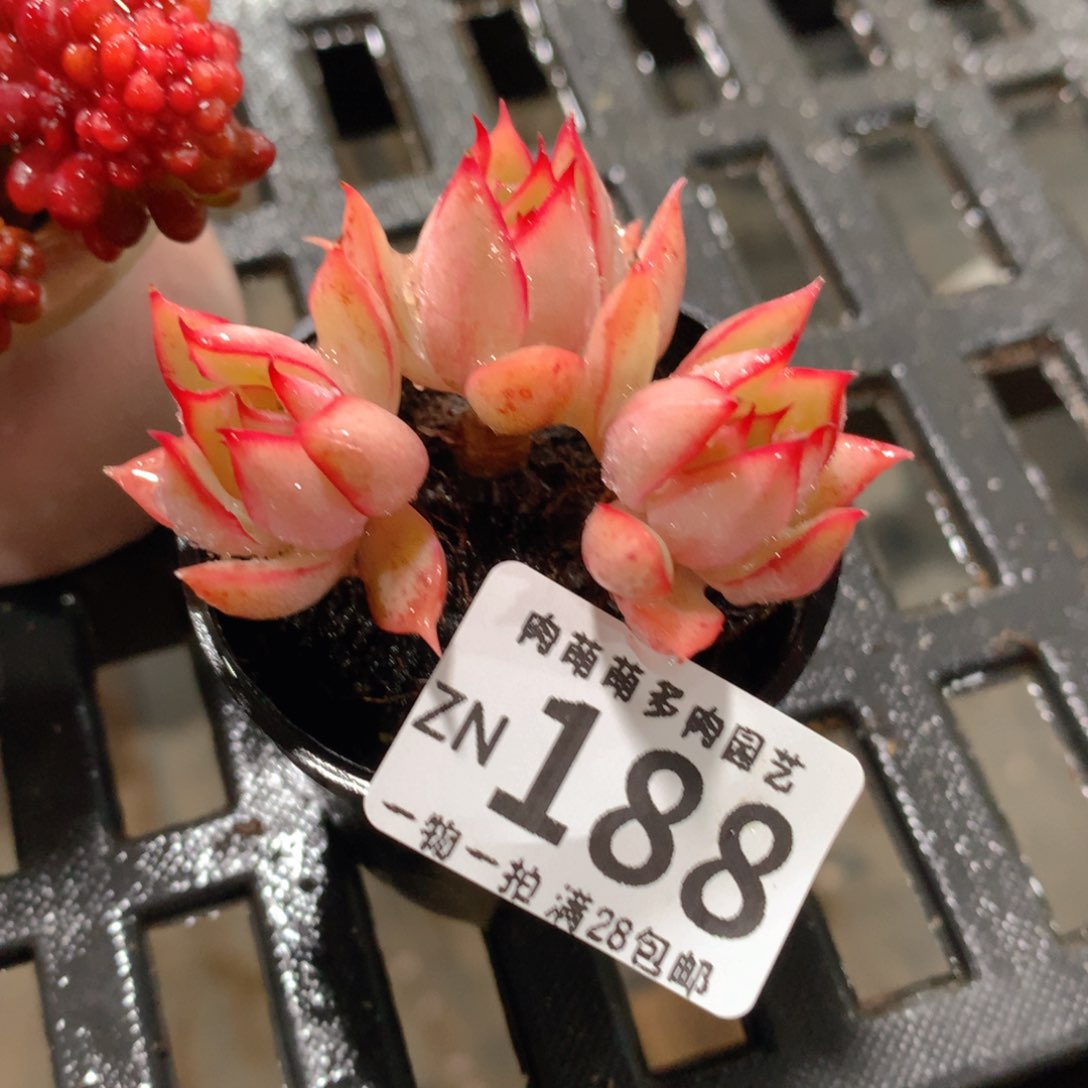 肉萌萌拇指盆精控多肉ZN188