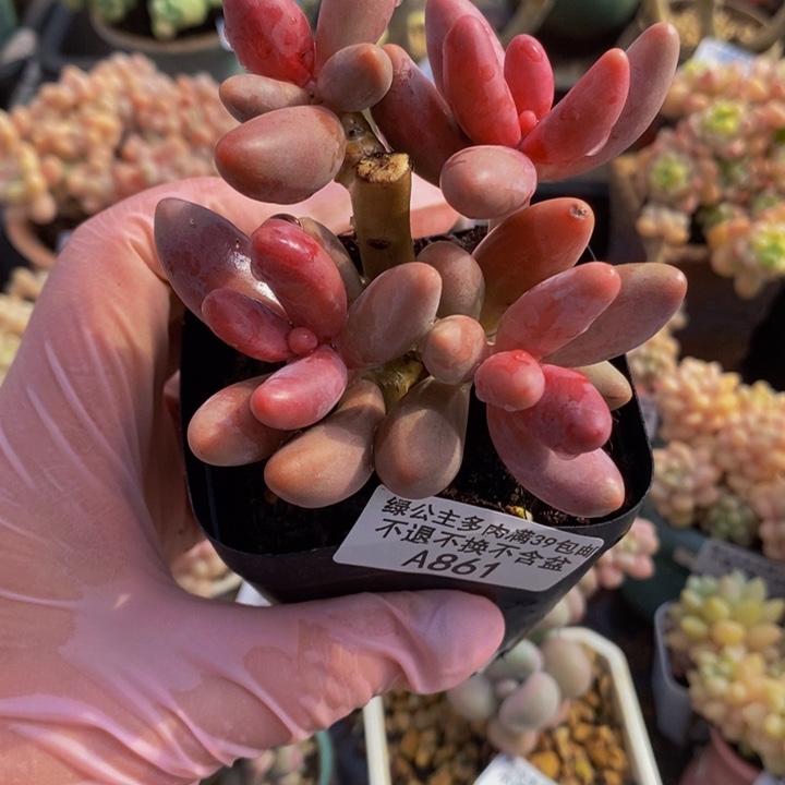 红手指有砍861多肉植物