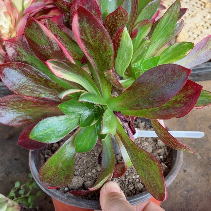 48魅影七彩嫁接多肉12345678