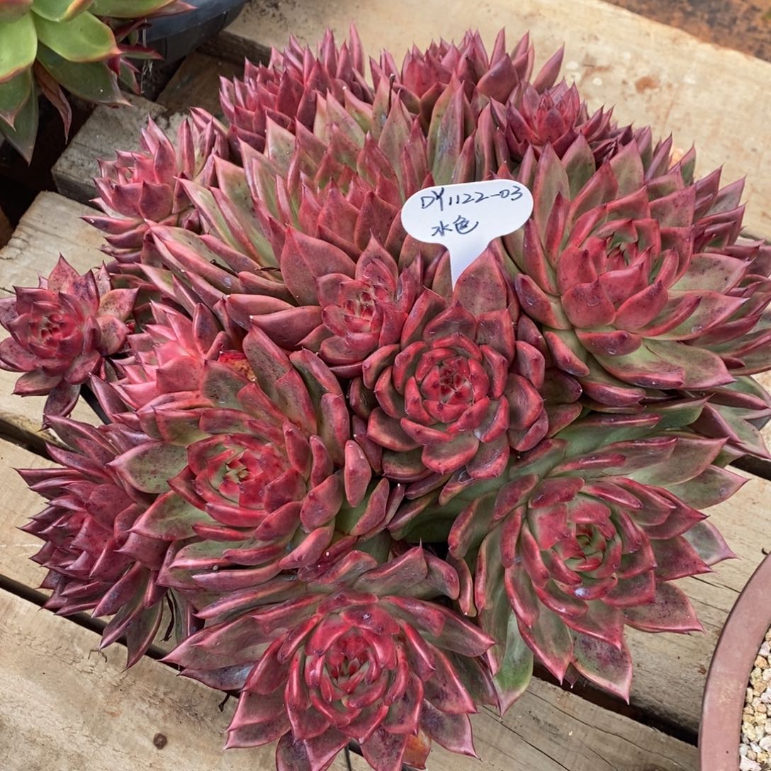 10枝/扎1122-03（水色）