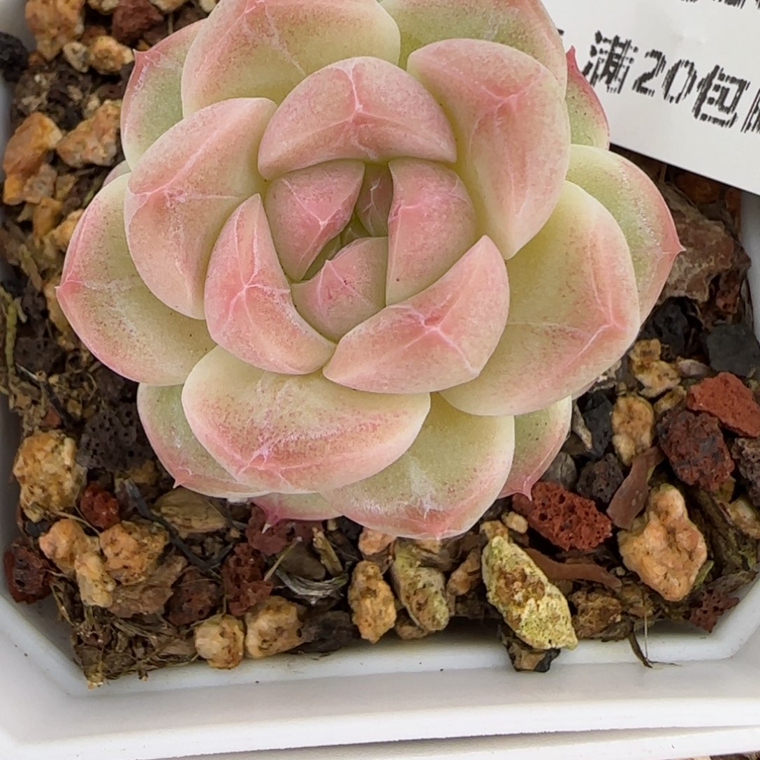 花语逸镜0128-264