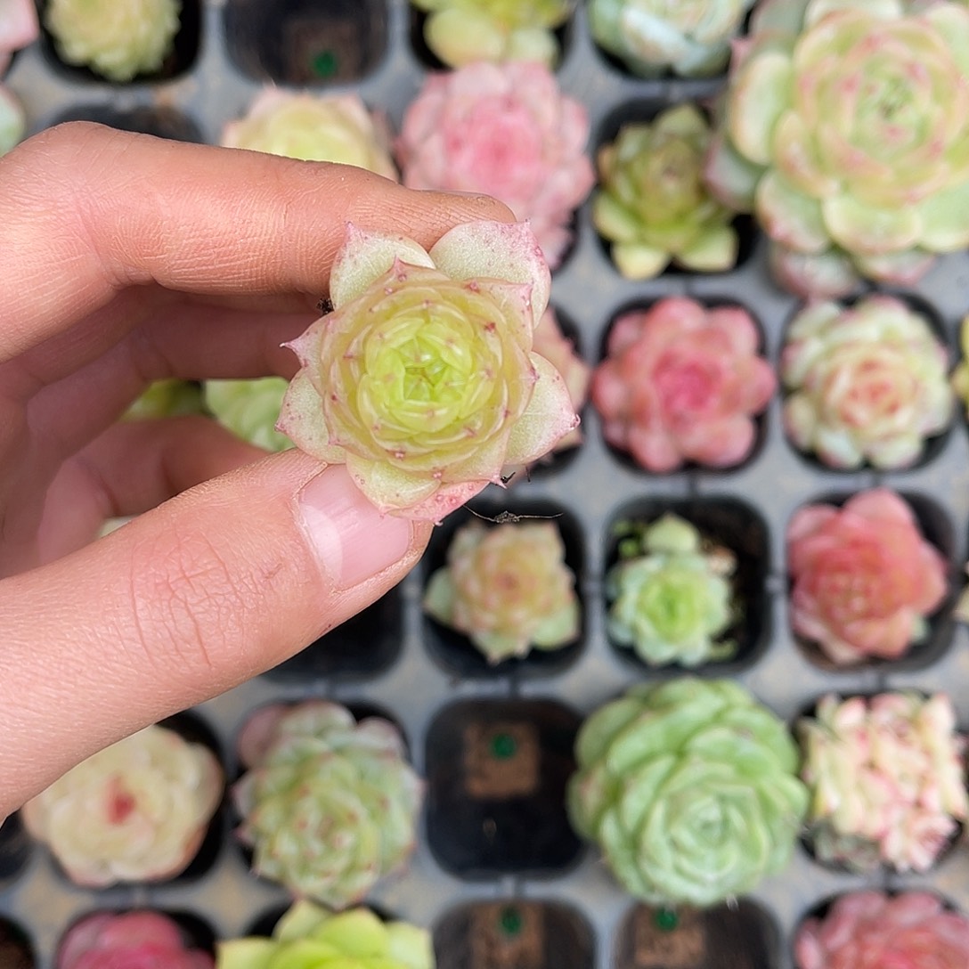 多肉杂交一物一拍1-155