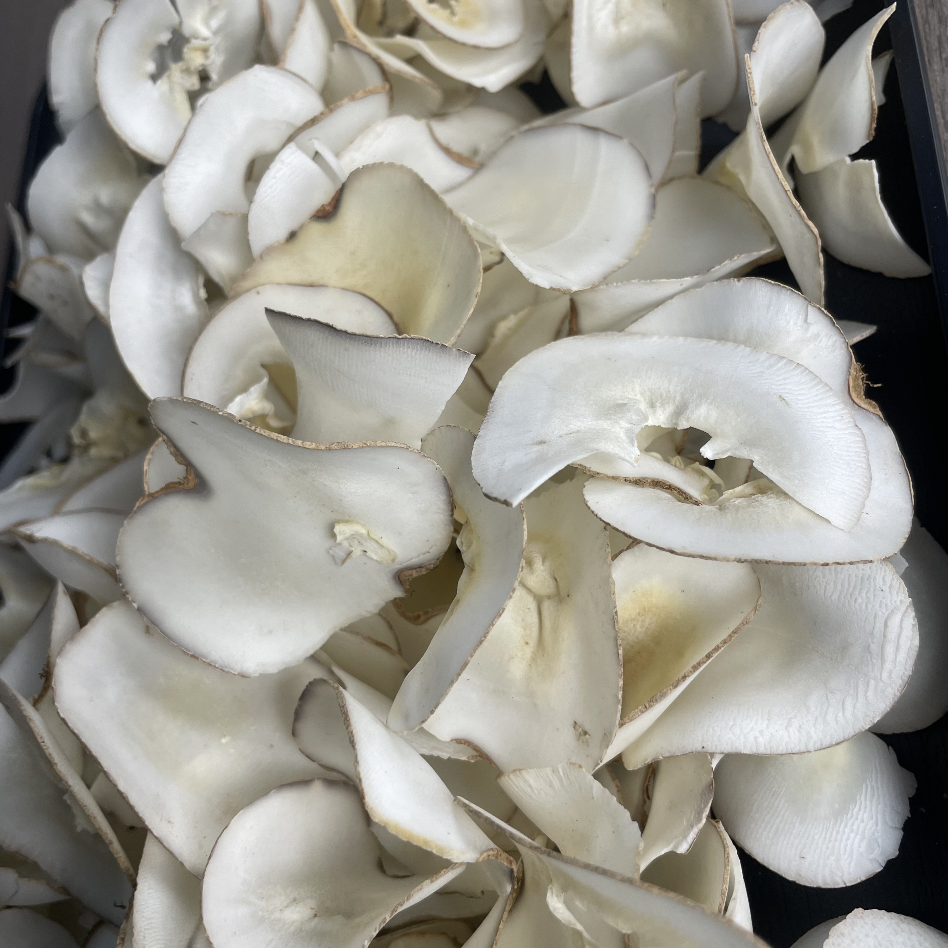 海底椰  500g一斤满满一大包  煮汤煮水包邮