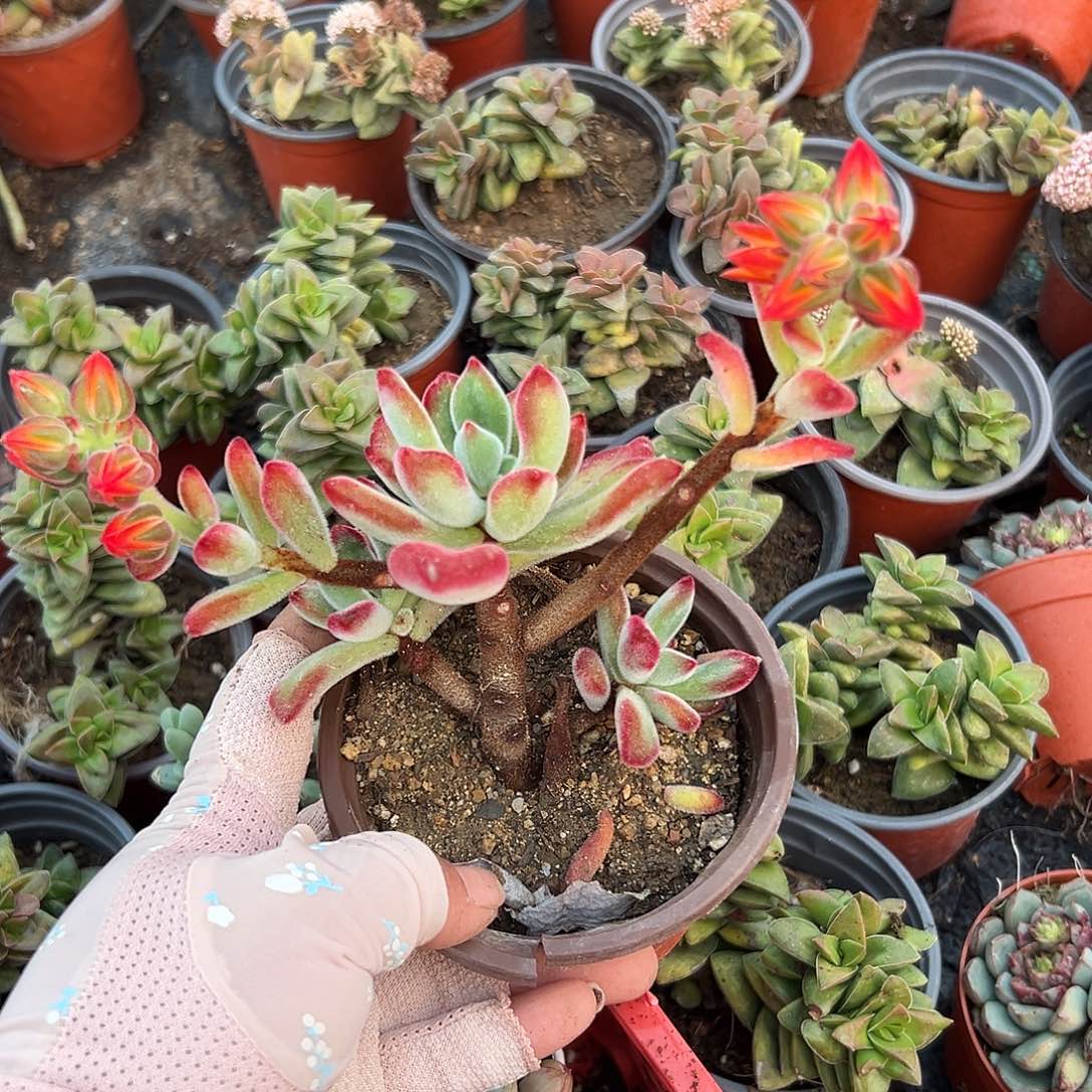 多肉植物多肉植物