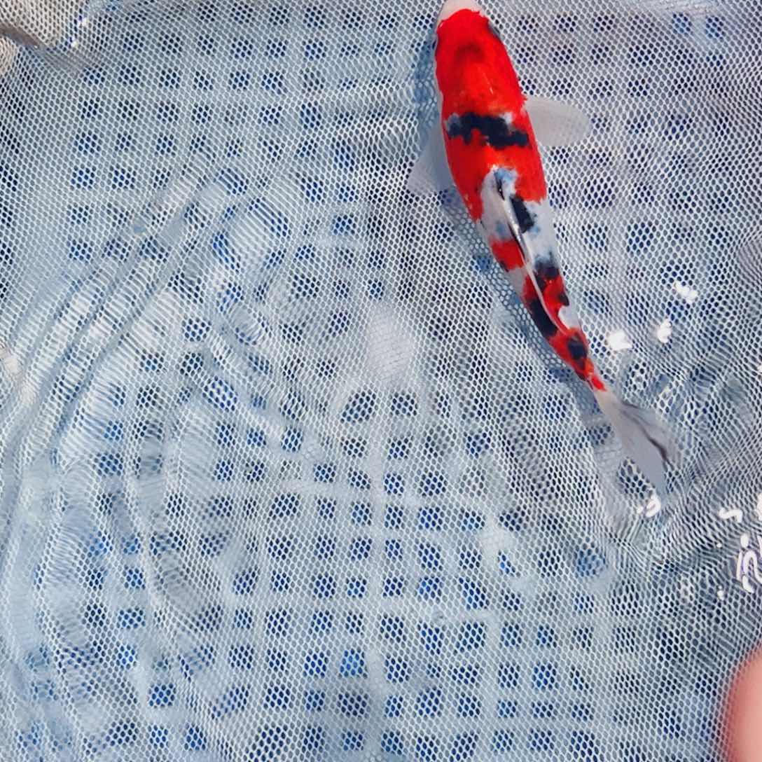 锦鲤锦鲤观赏鱼1111