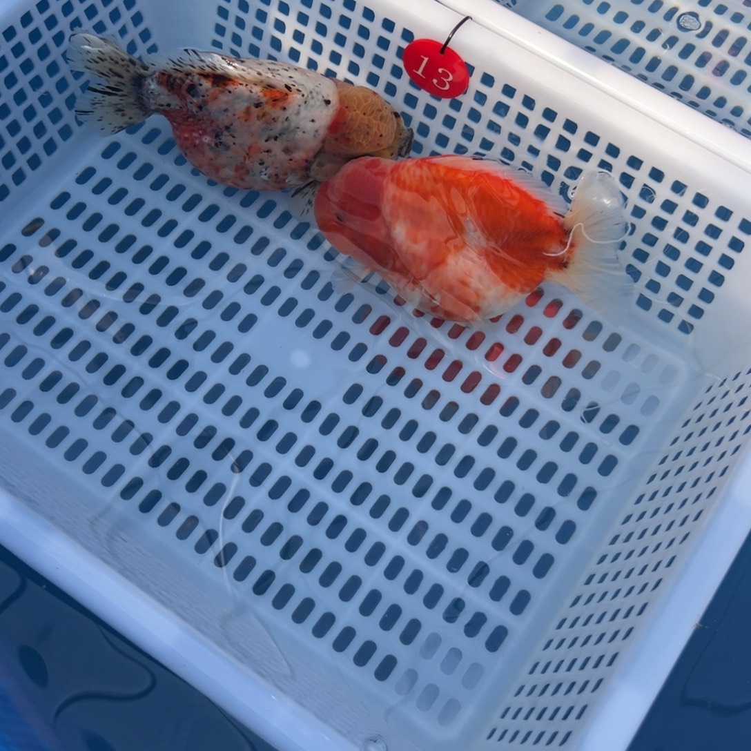 攀***者金鱼你好吗我好想你