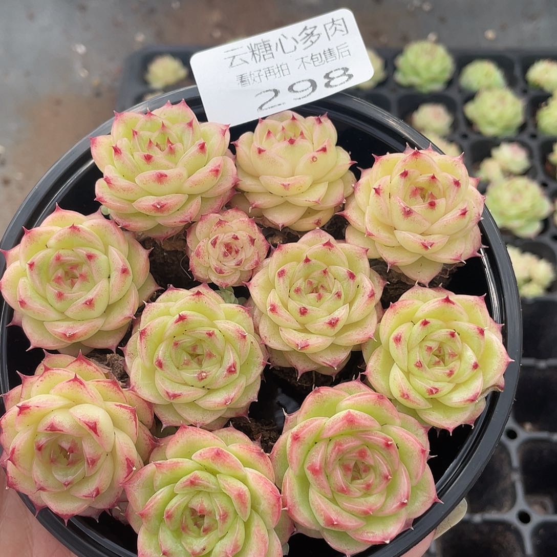 云糖心多肉植物298