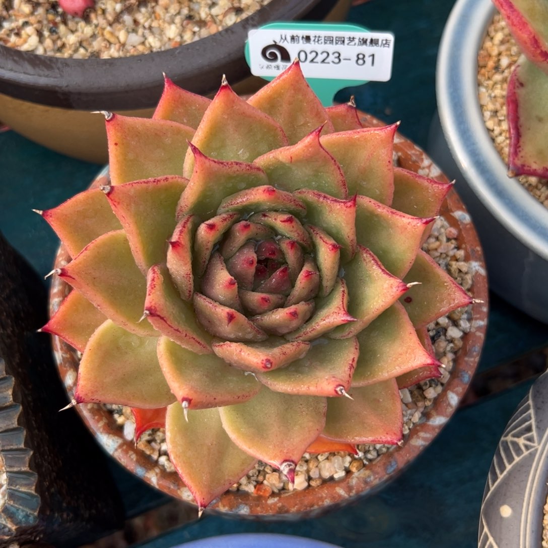 多肉一物一拍0223-81