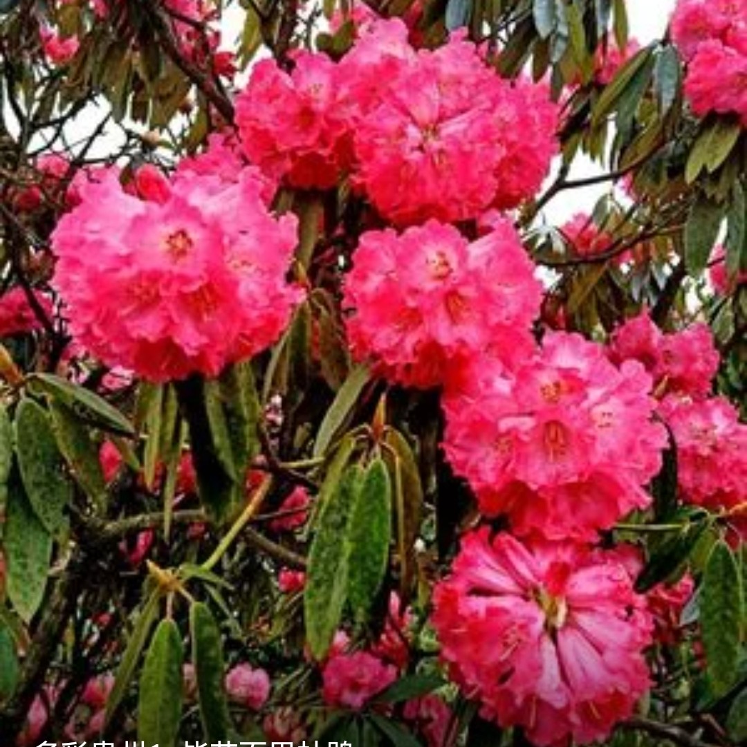 马樱花，耐旱耐热，春季开花