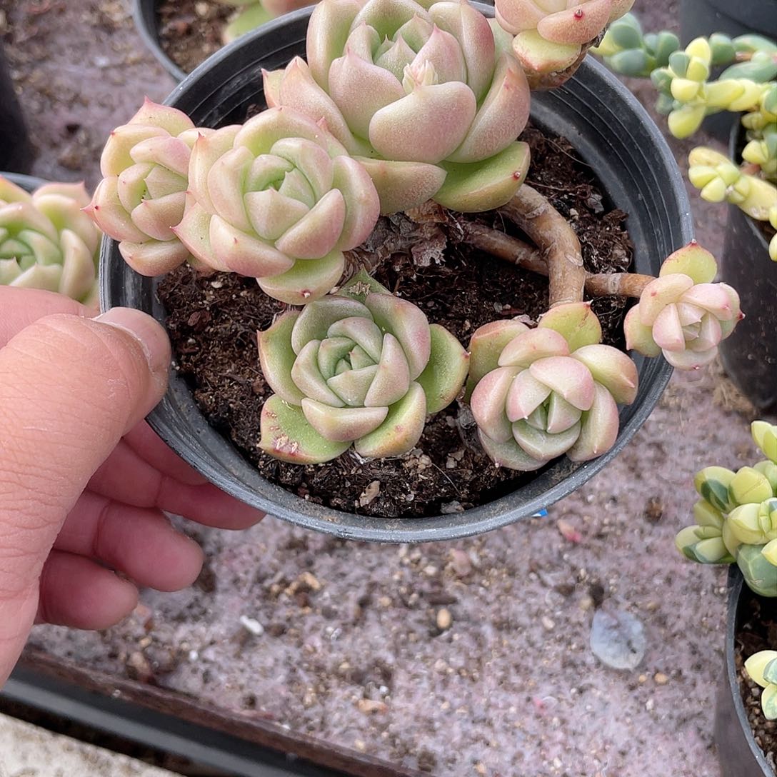 晚**星0318  冰城 六月六