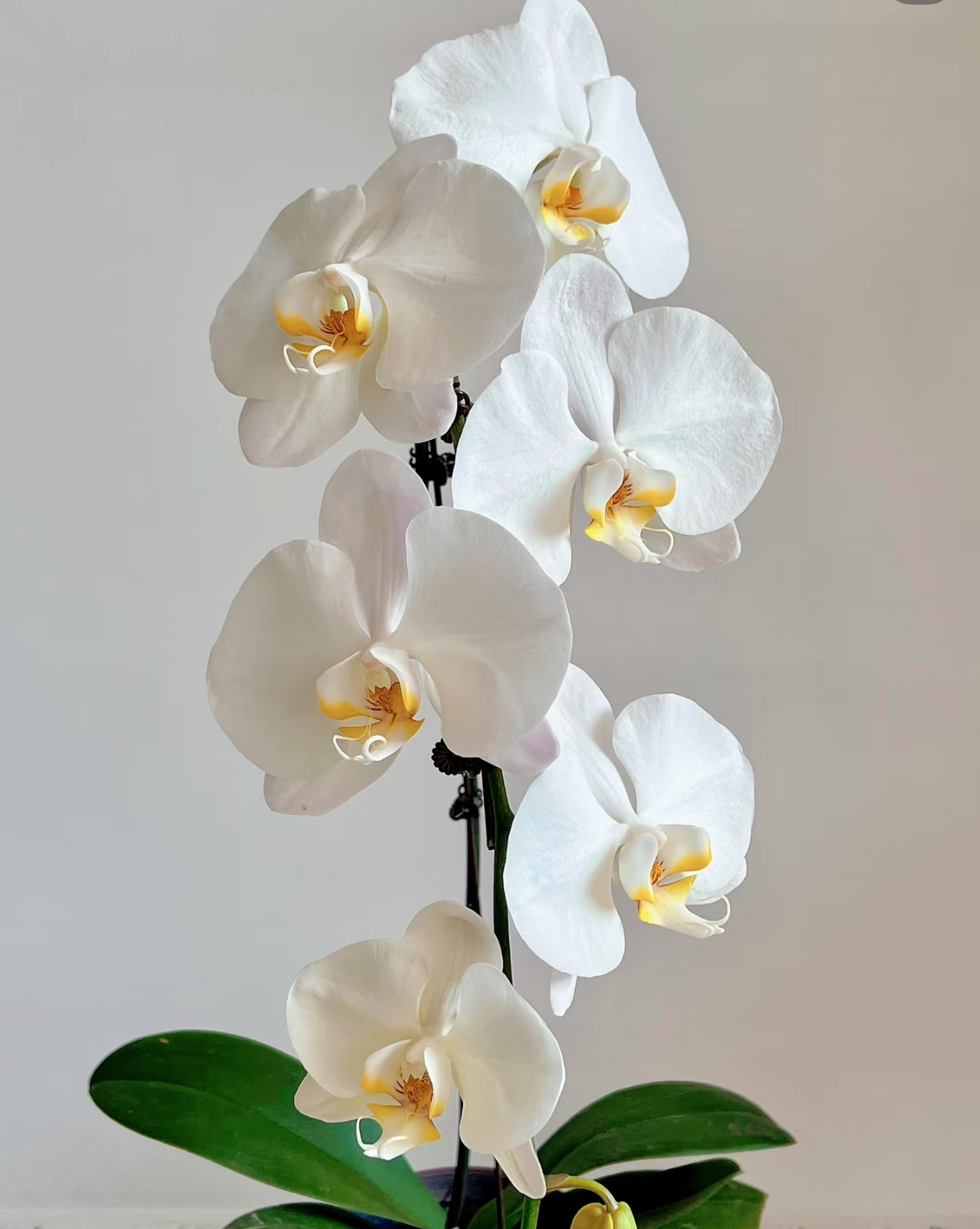 云南蝴蝶兰盆栽大白v3 