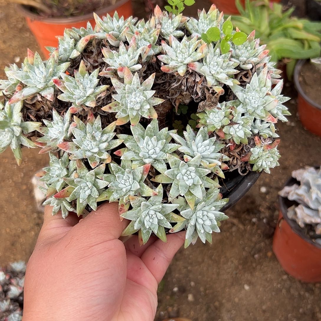 多肉植物白菊老庄