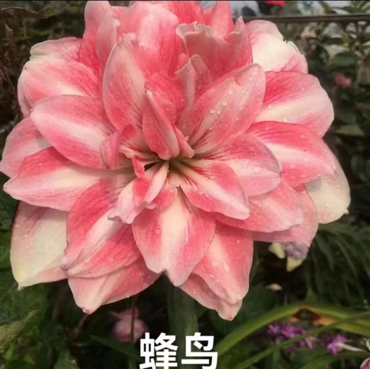 蓝色蜂鸟】朱顶红种球6-7厘米
