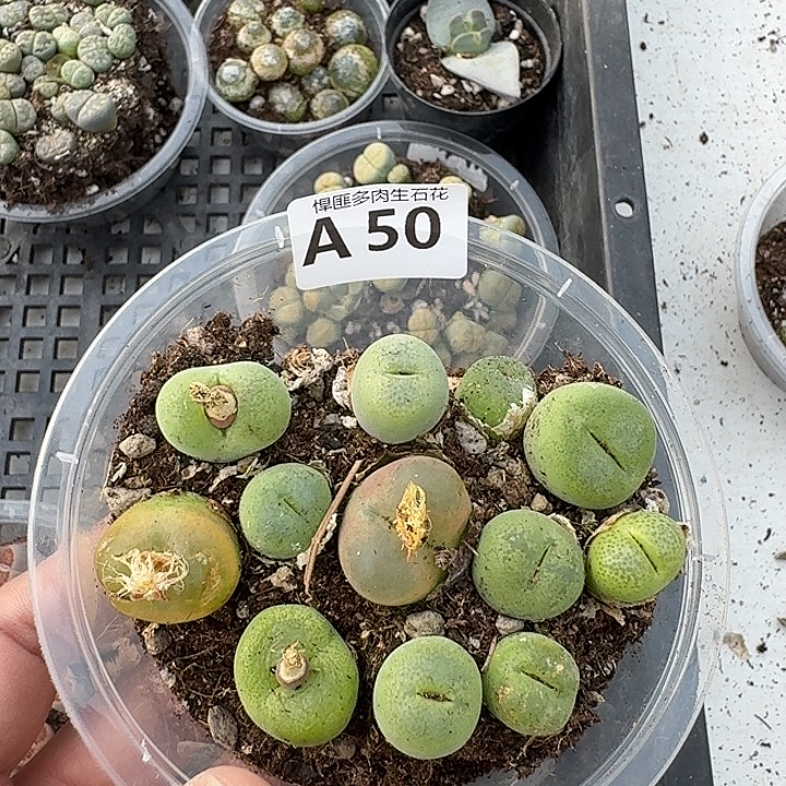 50多肉植物多肉植物