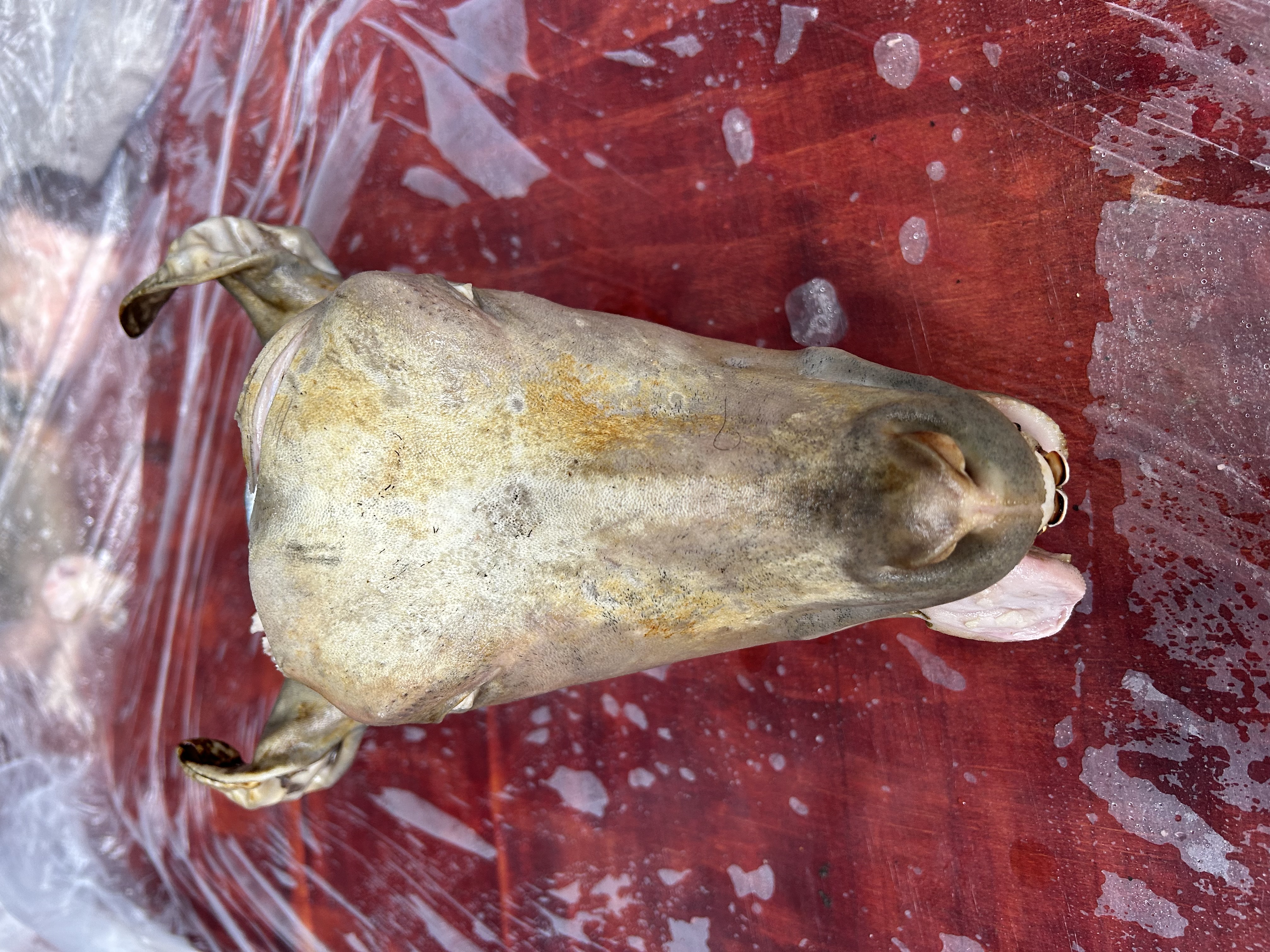 贵州黑山羊新鲜羊头