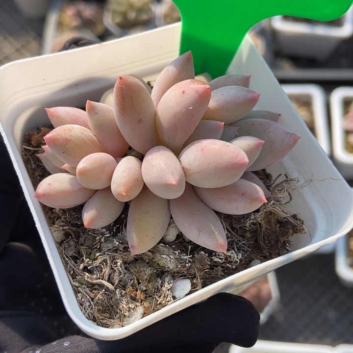 754所罗门多肉植物