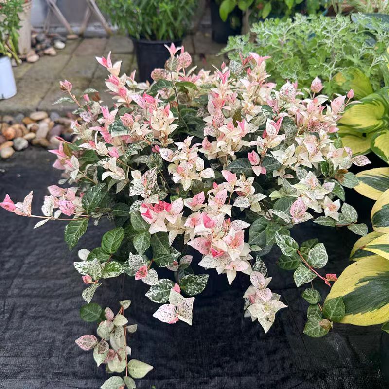 花叶络石盆栽四季五彩耐寒耐热皮实好养可造景室内外绿植花卉