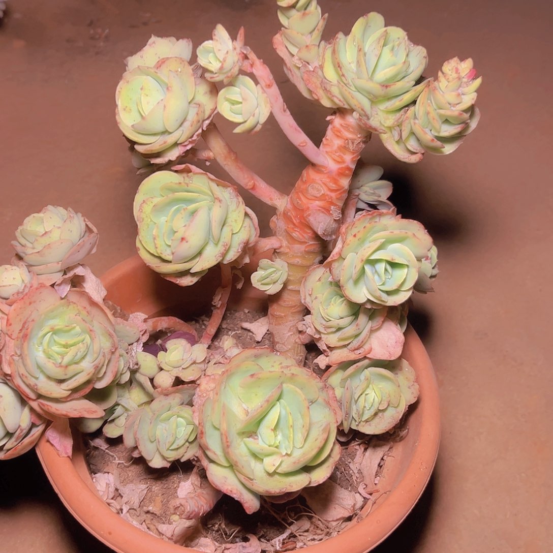 筱****y碧桃多肉一棵发货