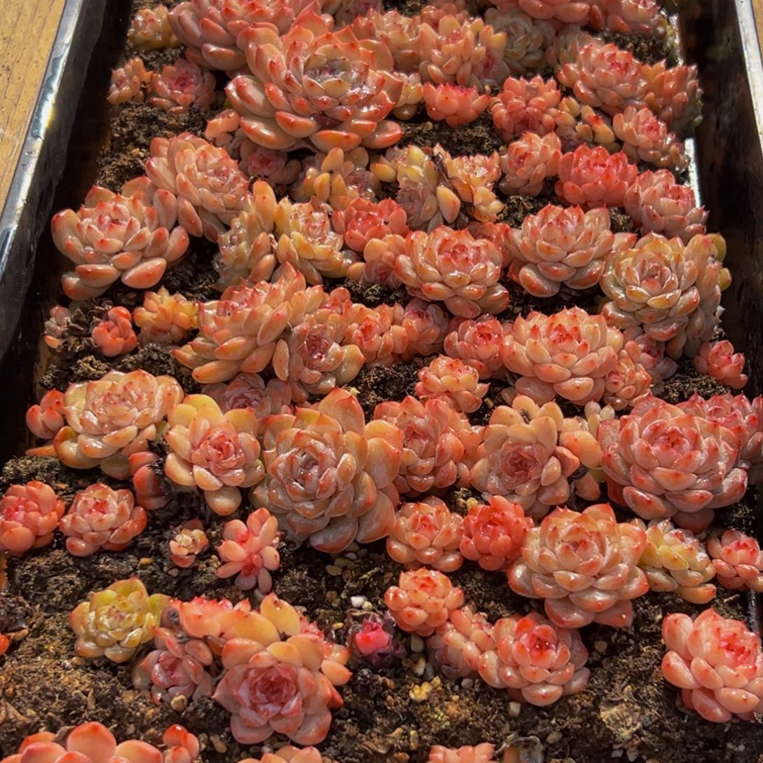 109多肉葡萄的味道是真的